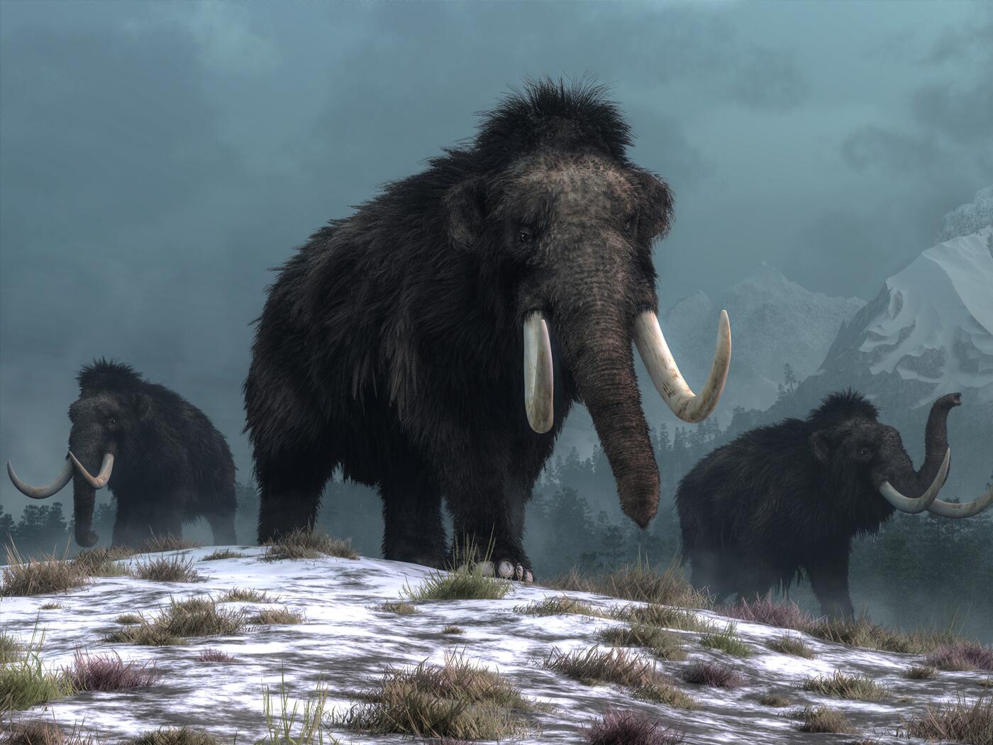 An image of woolly mammoths